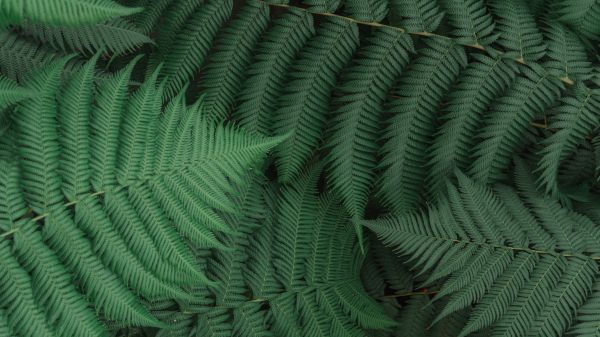 fern, leaves, green Wallpaper 1280x720