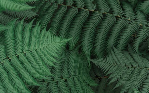fern, leaves, green Wallpaper 2560x1600