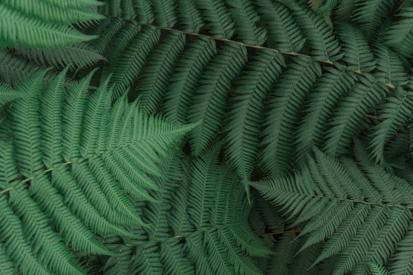 fern, leaves, green Wallpaper 6000x4000