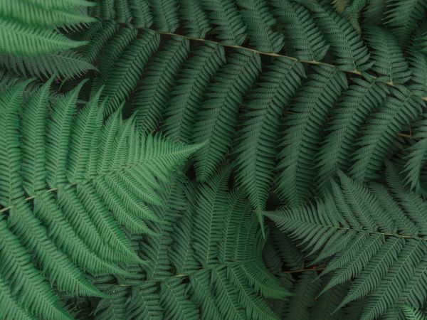 fern, leaves, green Wallpaper 800x600