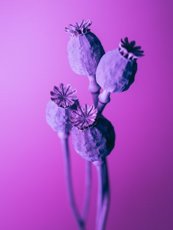 purple, minimalism Wallpaper 1620x2160
