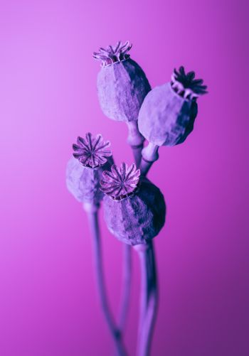 purple, minimalism Wallpaper 1668x2388
