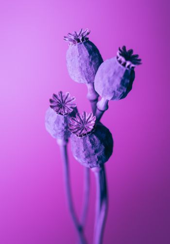 purple, minimalism Wallpaper 1640x2360