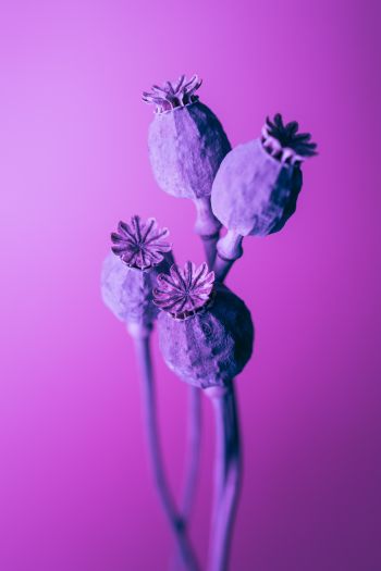 purple, minimalism Wallpaper 640x960