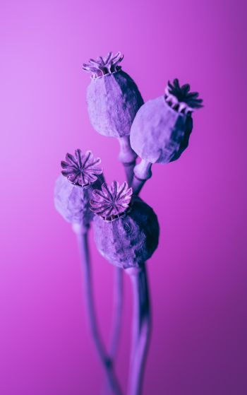 purple, minimalism Wallpaper 1752x2800