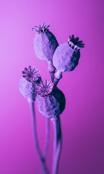 purple, minimalism Wallpaper 1200x2000