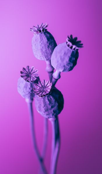 purple, minimalism Wallpaper 600x1024