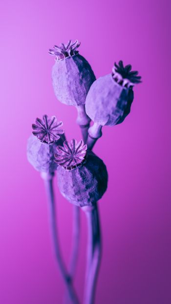 purple, minimalism Wallpaper 640x1136