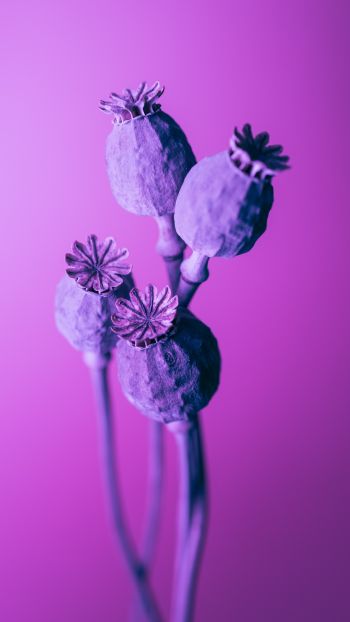 purple, minimalism Wallpaper 1440x2560