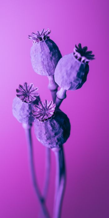 purple, minimalism Wallpaper 720x1440