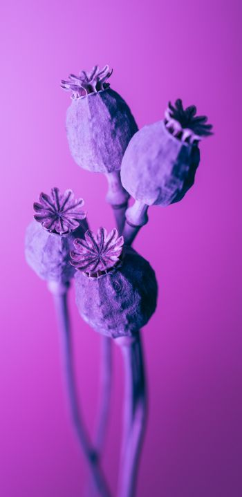 purple, minimalism Wallpaper 1080x2220