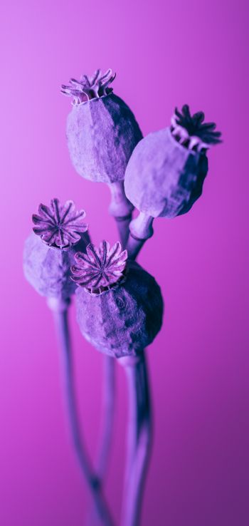 purple, minimalism Wallpaper 1080x2280