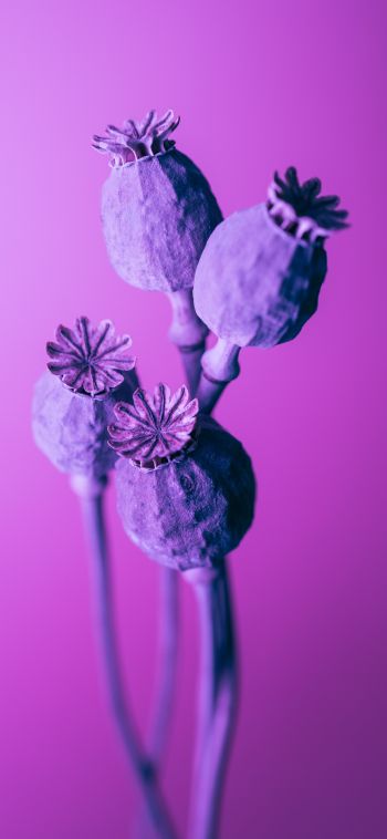 purple, minimalism Wallpaper 1080x2340