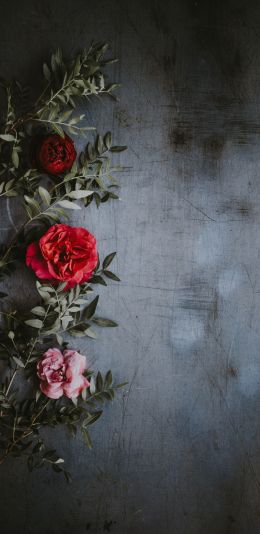 roses, wall, background Wallpaper 1080x2220