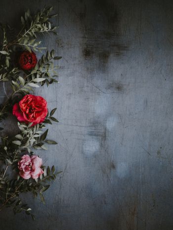roses, wall, background Wallpaper 1620x2160
