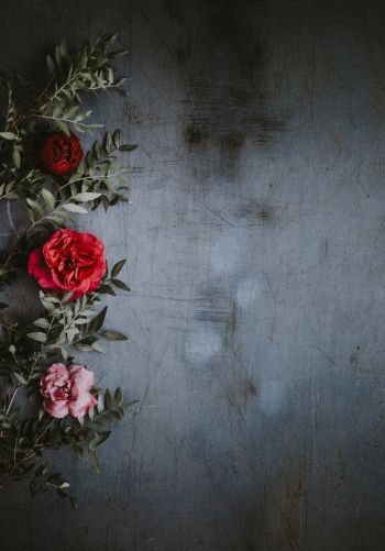 roses, wall, background Wallpaper 1668x2388