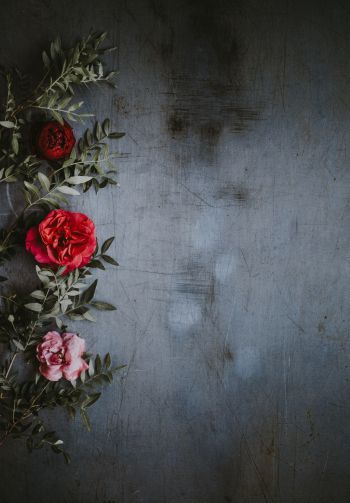 roses, wall, background Wallpaper 1640x2360