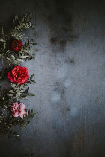 roses, wall, background Wallpaper 640x960