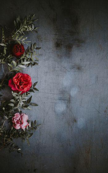 roses, wall, background Wallpaper 1200x1920