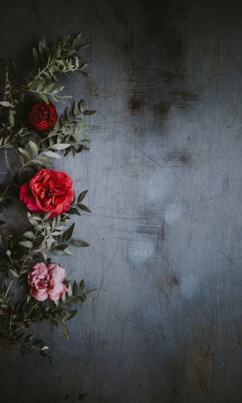 roses, wall, background Wallpaper 1200x2000