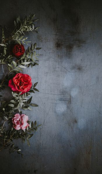 roses, wall, background Wallpaper 600x1024