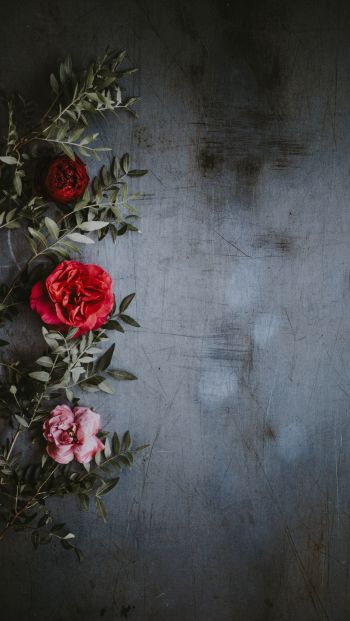 roses, wall, background Wallpaper 640x1136