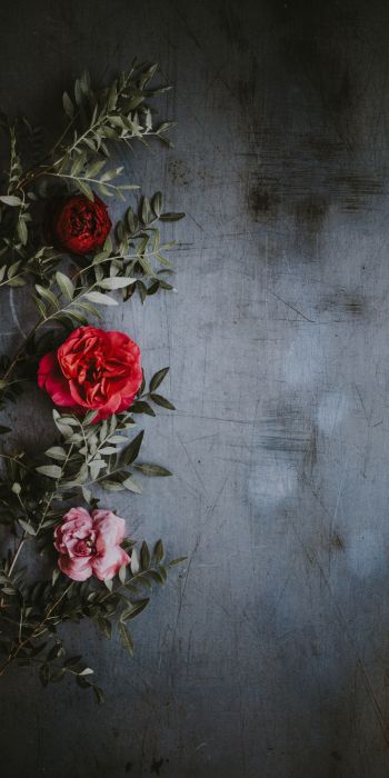 roses, wall, background Wallpaper 720x1440