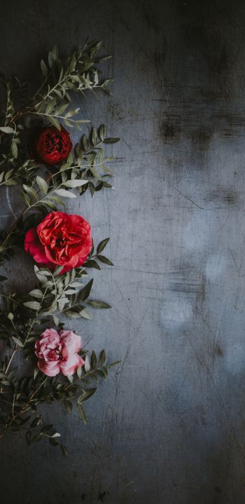 roses, wall, background Wallpaper 1080x2220