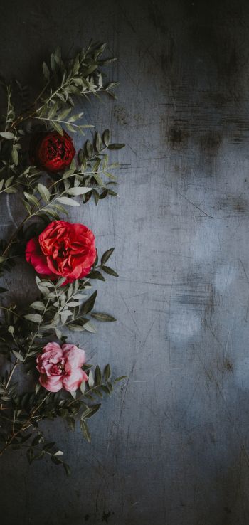 roses, wall, background Wallpaper 1440x3040