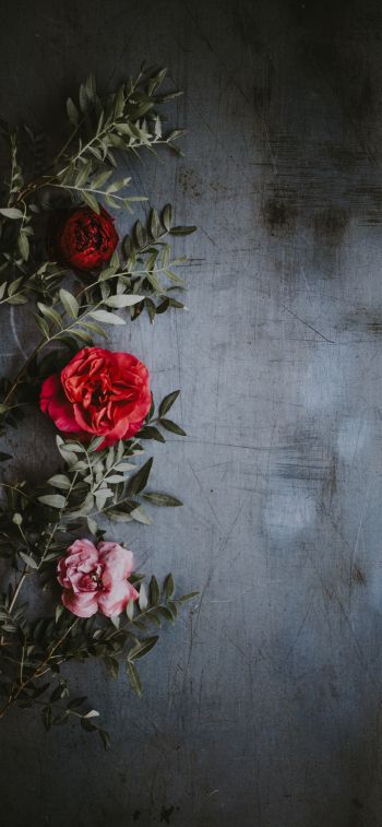 roses, wall, background Wallpaper 1170x2532