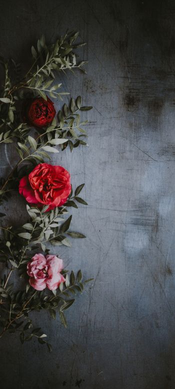 roses, wall, background Wallpaper 1080x2400