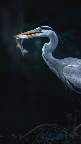 gray heron, bird, dark Wallpaper 720x1280
