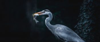 gray heron, bird, dark Wallpaper 2560x1080
