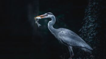 gray heron, bird, dark Wallpaper 1280x720