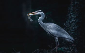 gray heron, bird, dark Wallpaper 2560x1600