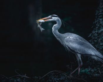 gray heron, bird, dark Wallpaper 1280x1024