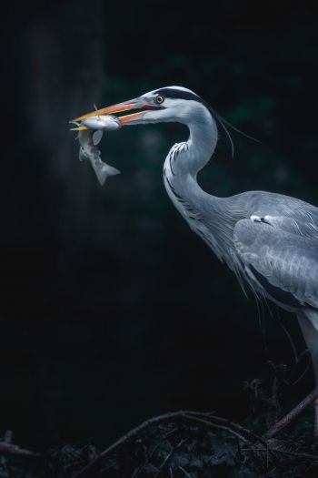 gray heron, bird, dark Wallpaper 640x960