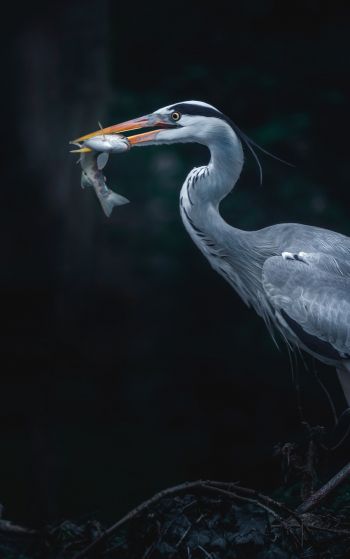 gray heron, bird, dark Wallpaper 1752x2800
