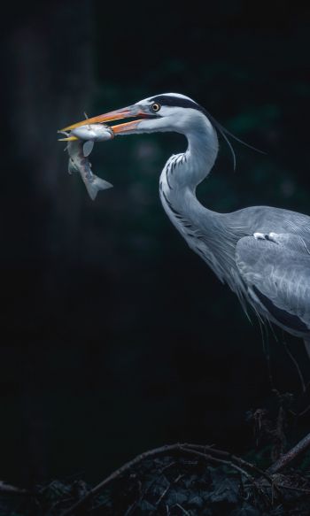 gray heron, bird, dark Wallpaper 1200x2000