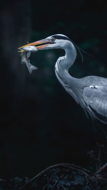 gray heron, bird, dark Wallpaper 640x1136