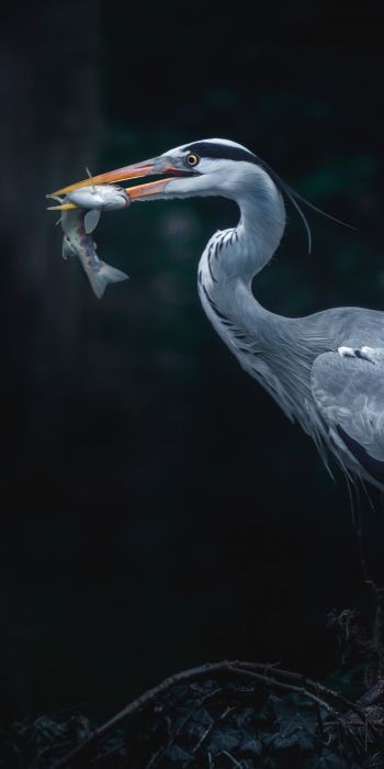 gray heron, bird, dark Wallpaper 720x1440