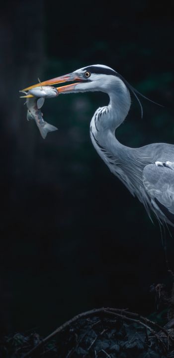 gray heron, bird, dark Wallpaper 1080x2220
