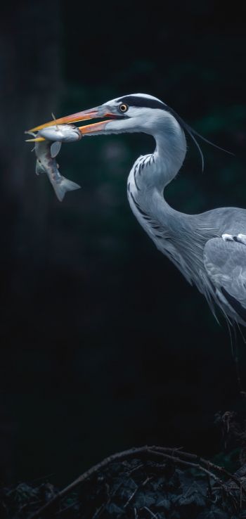 gray heron, bird, dark Wallpaper 1080x2280