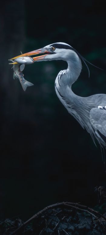 gray heron, bird, dark Wallpaper 1080x2400