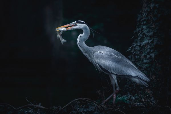 gray heron, bird, dark Wallpaper 4896x3264