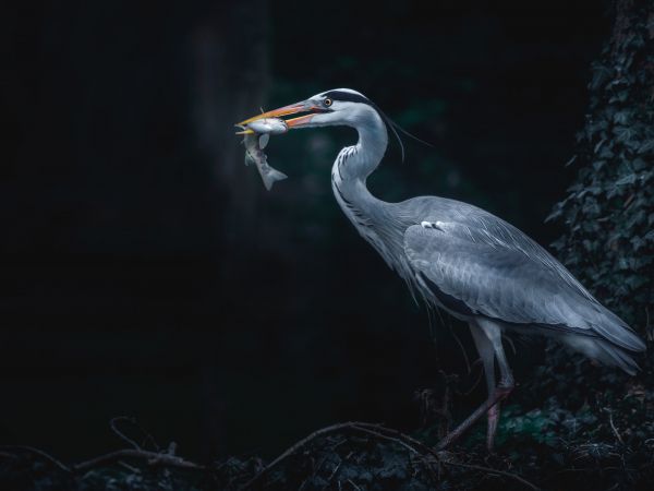 gray heron, bird, dark Wallpaper 1024x768