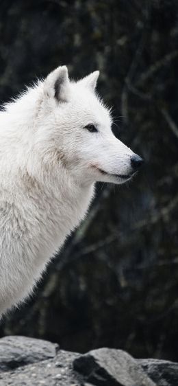 Обои 1170x2532 белый волк, хищник, дикая природа