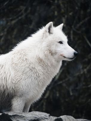 white wolf, predator, wild nature Wallpaper 1620x2160