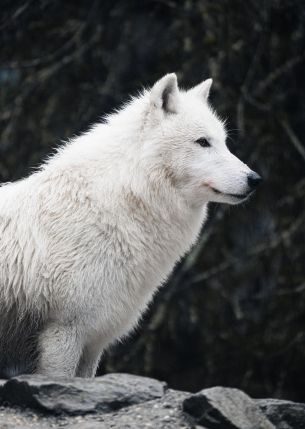 white wolf, predator, wild nature Wallpaper 4073x5740
