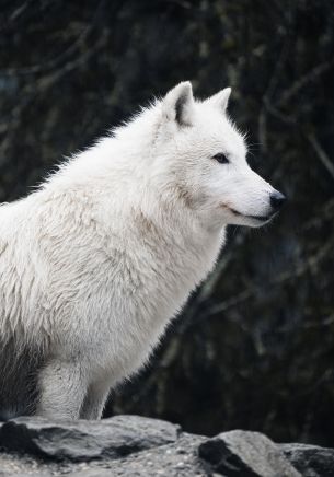 Обои 1668x2388 белый волк, хищник, дикая природа